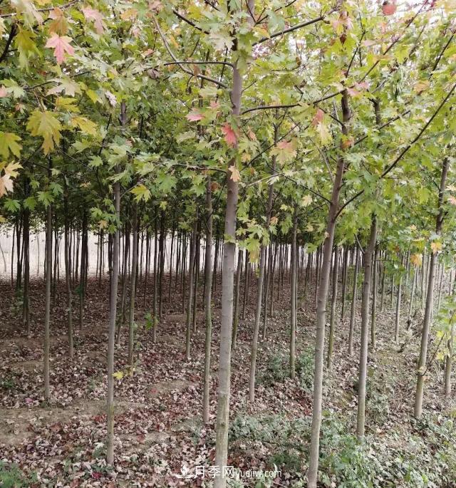 南陽(yáng)美國紅楓基地批發(fā)價(jià)格出售(圖2)