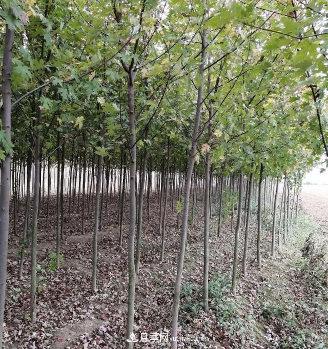 南陽(yáng)美國紅楓基地批發(fā)價(jià)格出售(圖3)