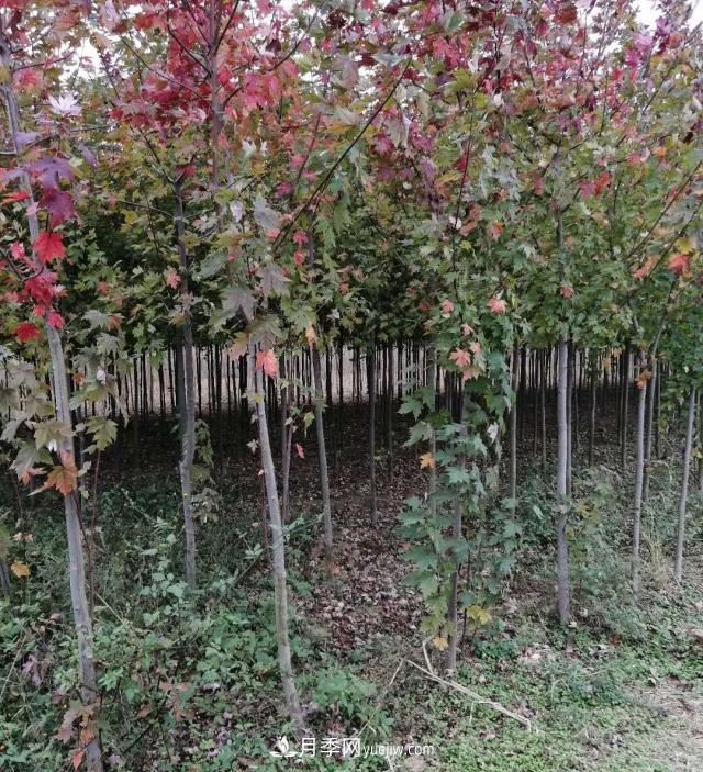 南陽(yáng)美國紅楓基地批發(fā)價(jià)格出售(圖4)