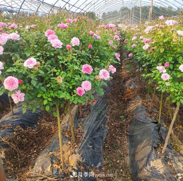 棒棒糖月季這么漂亮，南陽(yáng)月季花農是如何嫁接出來(lái)的？(圖1)