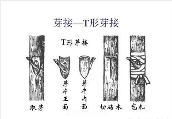 棒棒糖月季這么漂亮，南陽(yáng)月季花農是如何嫁接出來(lái)的？(圖3)