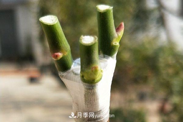 棒棒糖月季這么漂亮，南陽(yáng)月季花農是如何嫁接出來(lái)的？(圖4)