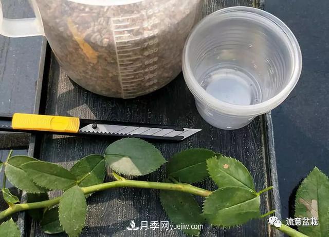 月季秋插方法很簡(jiǎn)單，做好這幾步，生根快，成活率95%以上(圖2)