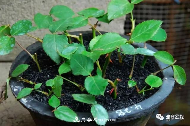 月季秋插方法很簡(jiǎn)單，做好這幾步，生根快，成活率95%以上(圖5)