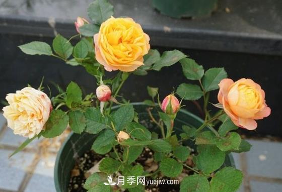 月季秋季養護的重點(diǎn)，如果疏忽這些來(lái)年開(kāi)花就困難了(圖1)