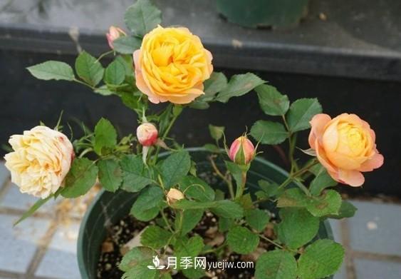 月季***適合施肥的時(shí)節，具體施什么肥？(圖3)