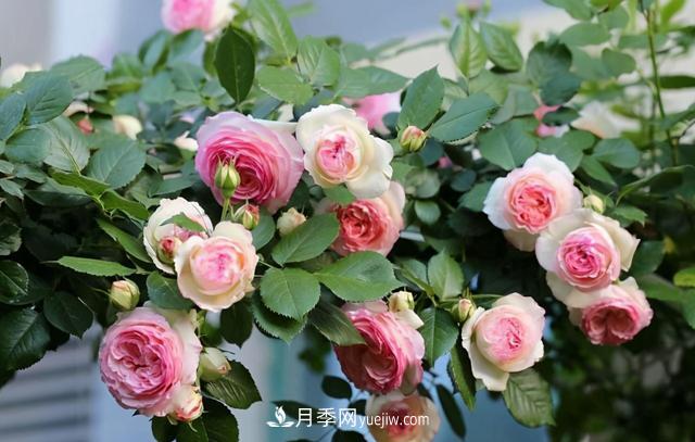 這3個(gè)月季品種是陽(yáng)臺霸主，喜歡月季花的人都在種植(圖2)