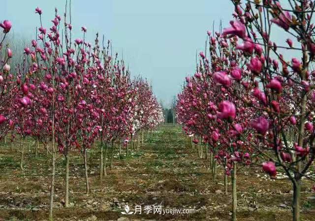苗木一年四季栽植有哪些特點(diǎn)？(圖1)