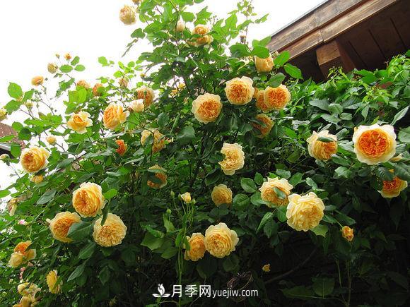 月季扦插苗和嫁接苗的區別及優(yōu)缺點(diǎn)(圖1)