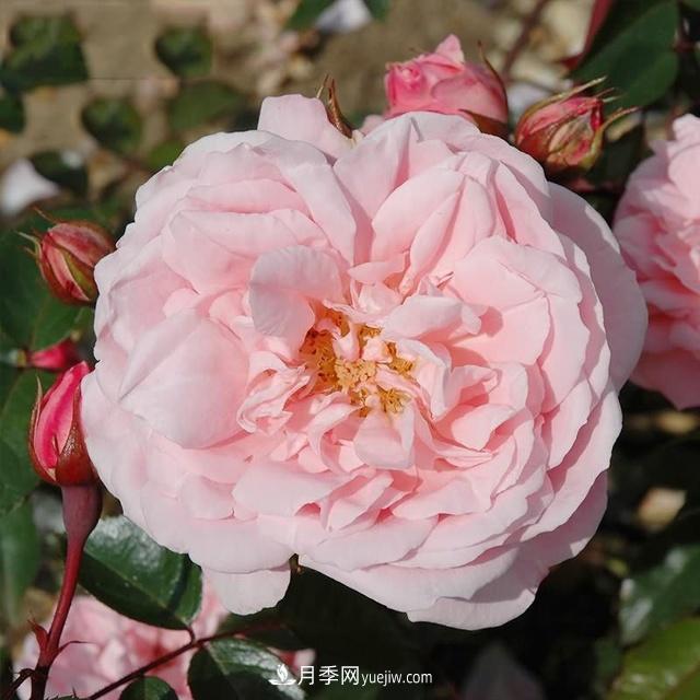 熱銷(xiāo)的8種月季花，沒(méi)養的都后悔了！(圖7)