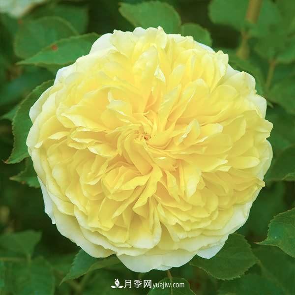 熱銷(xiāo)的8種月季花，沒(méi)養的都后悔了！(圖4)