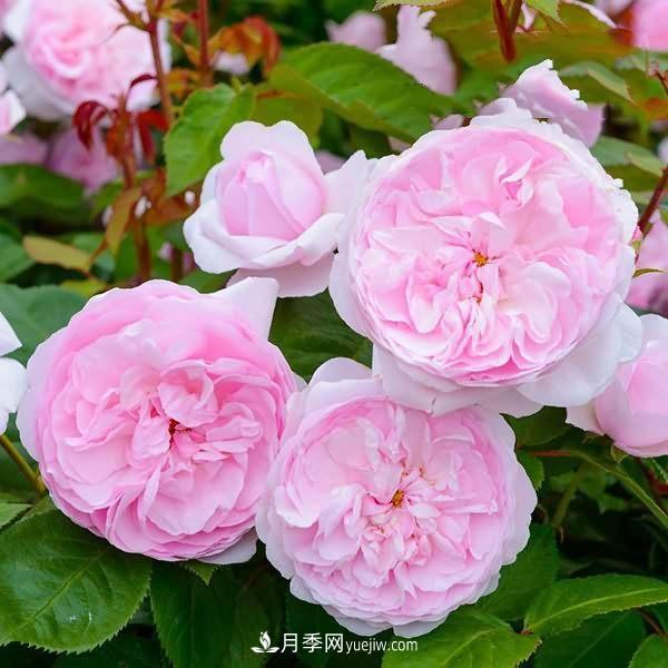 熱銷(xiāo)的8種月季花，沒(méi)養的都后悔了！(圖8)