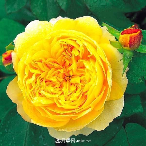 熱銷(xiāo)的8種月季花，沒(méi)養的都后悔了！(圖2)