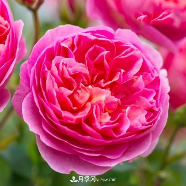 熱銷(xiāo)的8種月季花，沒(méi)養的都后悔了！(圖3)