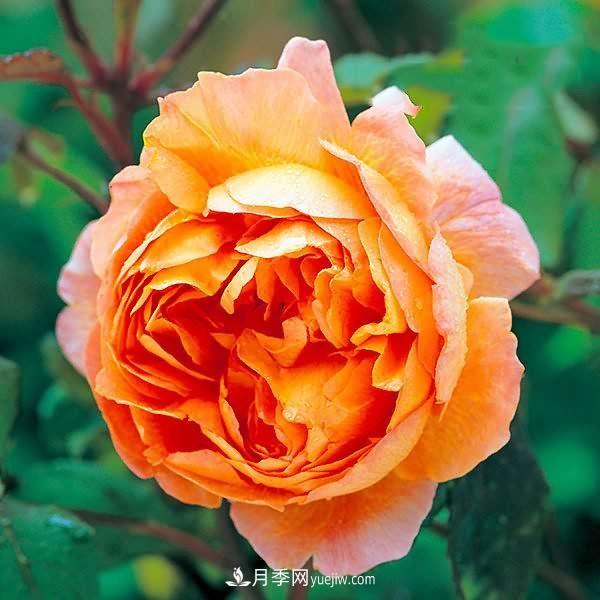 熱銷(xiāo)的8種月季花，沒(méi)養的都后悔了！(圖1)