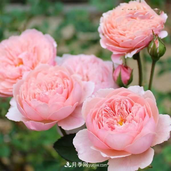 熱銷(xiāo)的8種月季花，沒(méi)養的都后悔了！(圖6)