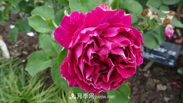 熱銷(xiāo)的8種月季花，沒(méi)養的都后悔了！(圖5)