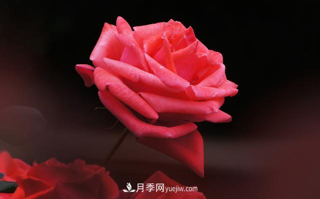 切花月季是什么呢？(圖1)