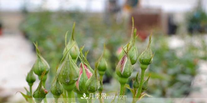 月季花有必要疏蕾嗎？(圖1)