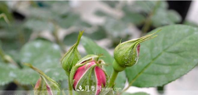 月季花有必要疏蕾嗎？(圖2)