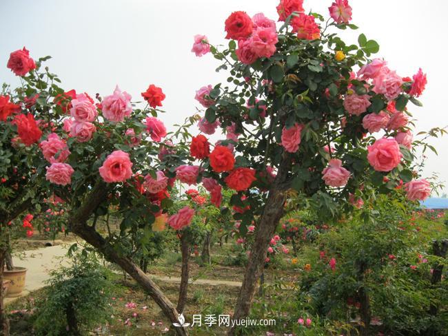 月季需要施肥會(huì )發(fā)出的信號(圖1)