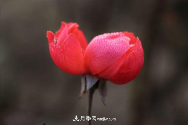 初冬拍月季，花稀別樣美(圖1)