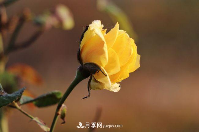 初冬拍月季，花稀別樣美(圖2)