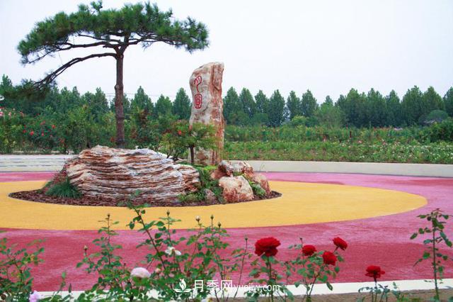 「人物」從南陽(yáng)銷(xiāo)售員到中國推廣大使，“月季女王”成長(cháng)記(圖1)