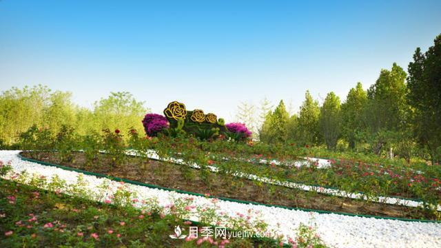 「人物」從南陽(yáng)銷(xiāo)售員到中國推廣大使，“月季女王”成長(cháng)記(圖3)