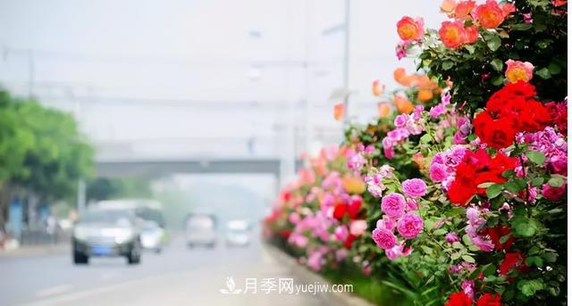「人物」從南陽(yáng)銷(xiāo)售員到中國推廣大使，“月季女王”成長(cháng)記(圖4)