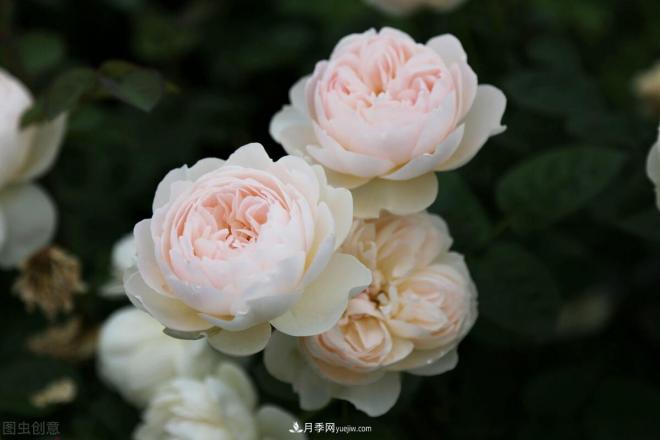 月季庭院種植秋冬養護要點(diǎn)：秋冬養護好，來(lái)年一樹(shù)繁花(圖2)