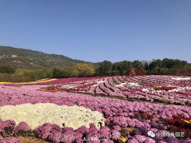 內外聯(lián)合，中國花海探索發(fā)展之道(圖1)