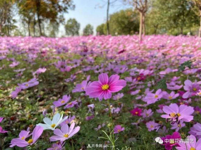 內外聯(lián)合，中國花海探索發(fā)展之道(圖2)