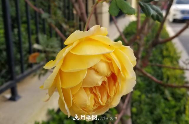 北方戶(hù)外立冬后的***后一撥月季花開(kāi)(圖2)