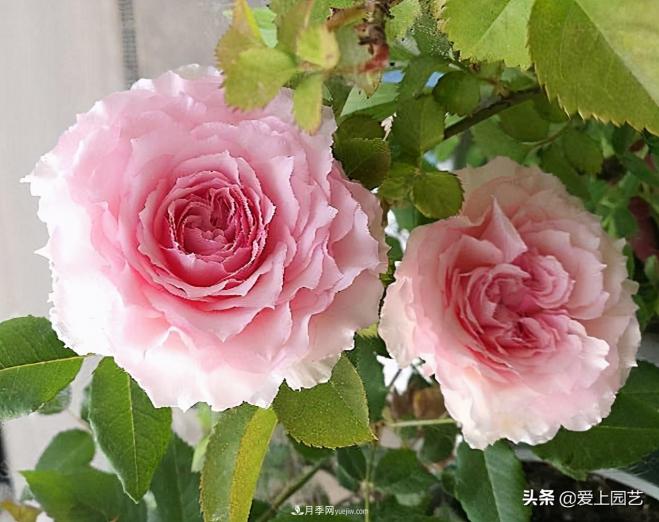 清新出塵的日本“仙女”月季，再難養也不能抗拒(圖1)