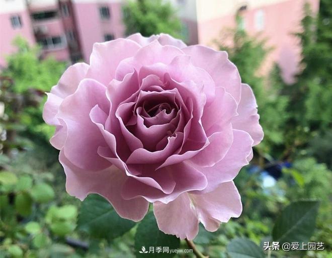 清新出塵的日本“仙女”月季，再難養也不能抗拒(圖4)