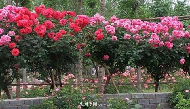 你見(jiàn)過(guò)大樹(shù)上面開(kāi)月季花嗎？一棵賣(mài)幾百上千，還不夠賣(mài)(圖1)