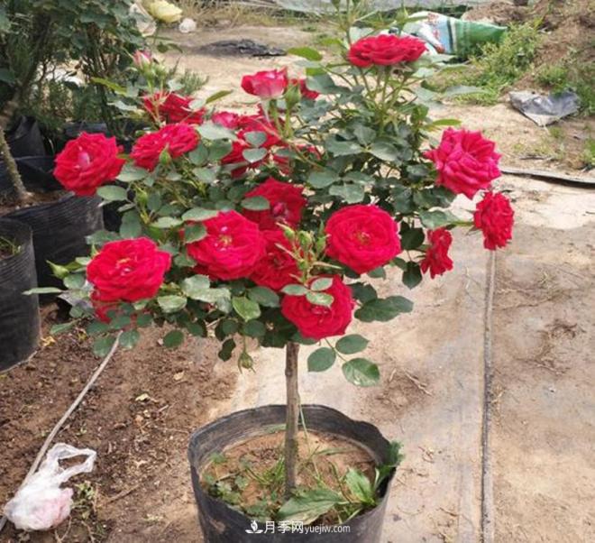 你見(jiàn)過(guò)大樹(shù)上面開(kāi)月季花嗎？一棵賣(mài)幾百上千，還不夠賣(mài)(圖3)