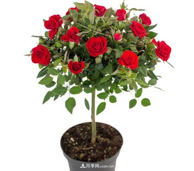 你見(jiàn)過(guò)大樹(shù)上面開(kāi)月季花嗎？一棵賣(mài)幾百上千，還不夠賣(mài)(圖2)