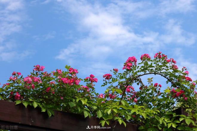 會(huì )養花的人，能把普通月季，養成“藝術(shù)品”(圖4)