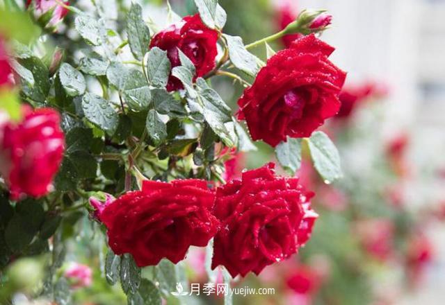 會(huì )養花的人，能把普通月季，養成“藝術(shù)品”(圖1)