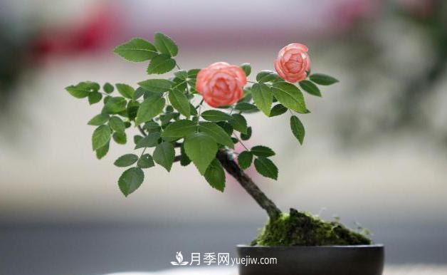 會(huì )養花的人，能把普通月季，養成“藝術(shù)品”(圖6)
