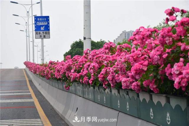 2021年，綠化月季上高架會(huì )成為潮流嗎？(圖2)