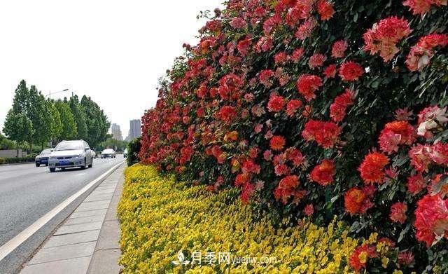 2021年，綠化月季上高架會(huì )成為潮流嗎？(圖4)