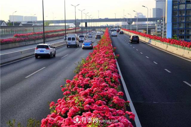 2021年，綠化月季上高架會(huì )成為潮流嗎？(圖1)