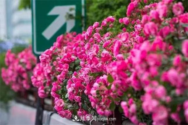 2021年，綠化月季上高架會(huì )成為潮流嗎？(圖3)