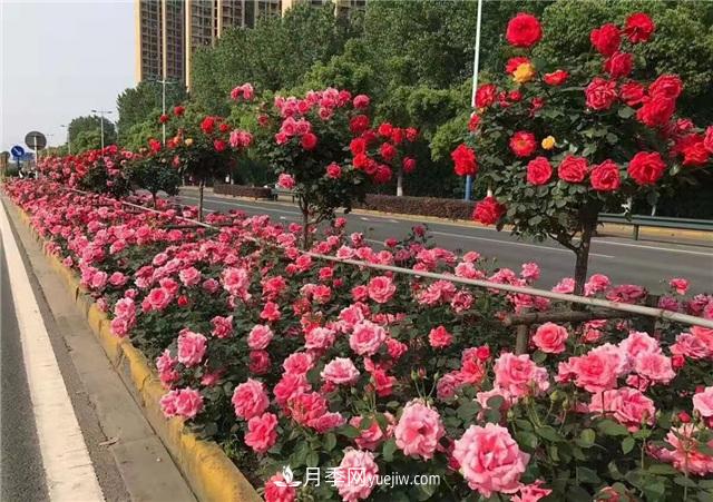 2021年，綠化月季上高架會(huì )成為潮流嗎？(圖5)