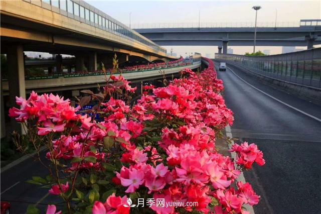 2021年，綠化月季上高架會(huì )成為潮流嗎？(圖6)