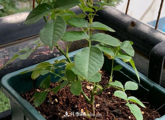 新上盆的月季可以施肥嗎？椰糠伴營(yíng)養土栽種，擔心月季缺營(yíng)養(圖2)