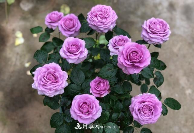 盆栽大花月季不如選微型，花型緊湊品種繁多，一次開(kāi)花上百朵(圖2)